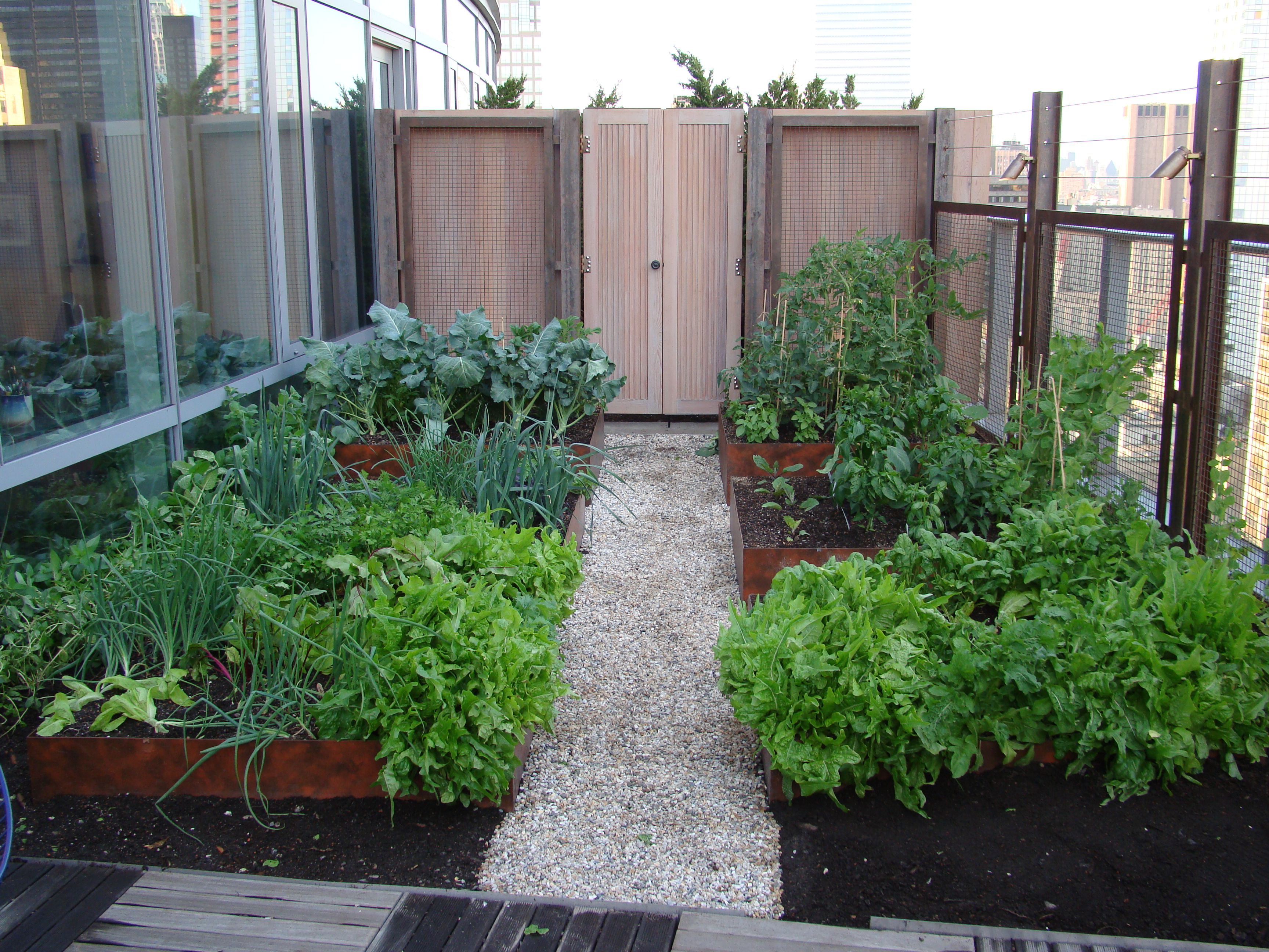 Visionaire Veggies Battery Rooftop Garden Blog